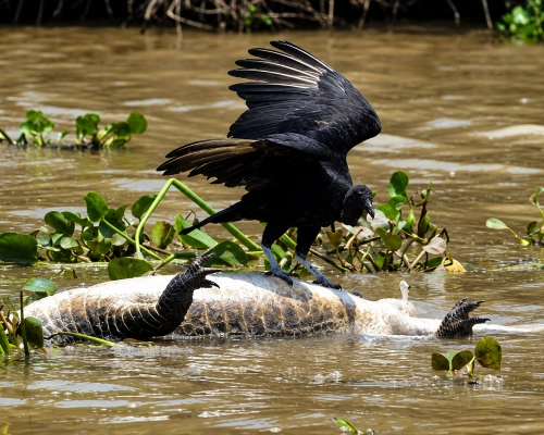 Turistas alemães flagram urubu tentando se equilibrar sobre jacaré morto no Pantanal de MT